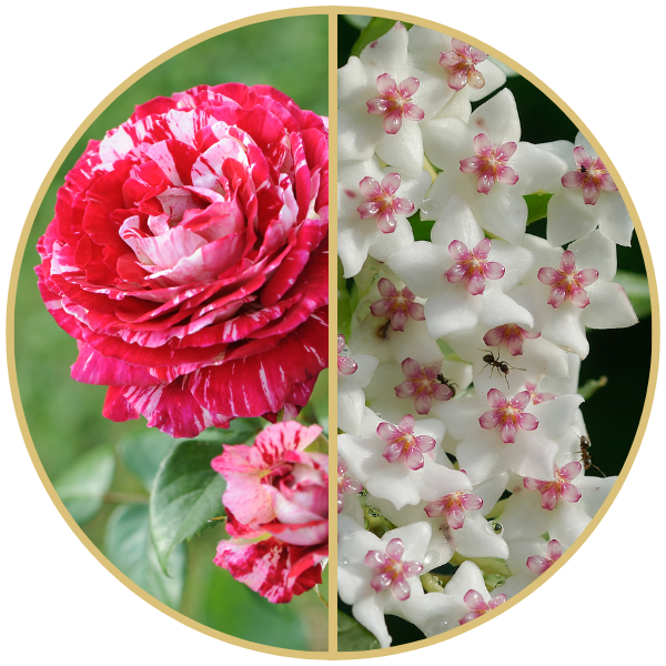 Die exklusive Sothys-Rose und Porzellanblume – Secrets de Sothys