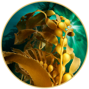 Goldene Kelp-Alge unter Wasser – Symbolbild für The Signature Treatment